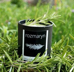 Zapachowa Świeca Sojowa: ROZMARYN