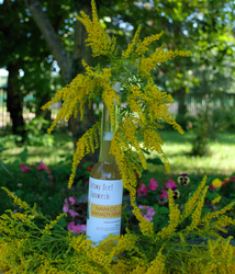 Ziołowy Ocet Danowiecki: Nawłoć kanadyjska