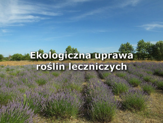 Kurs on-line: Ekologiczna uprawa roślin leczniczych